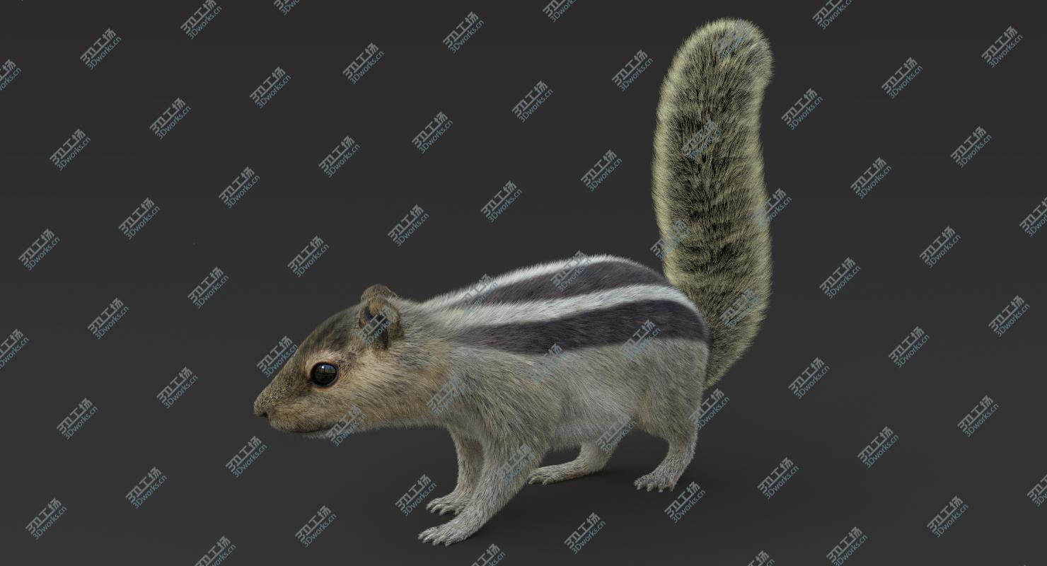 images/goods_img/2021040162/3D Squirrel 2 (Fur) Rigged model/2.jpg